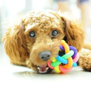 Giocattolo Cane Arcobaleno In Gomma Per Formazione Denti