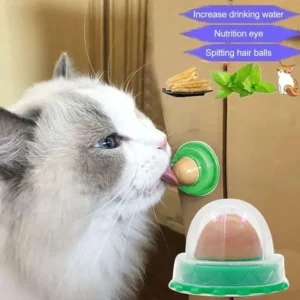 Gatti Catnip Erba Gatta Nutrizione Snack Lecca-Lecca