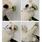 13654-2.jpeg
