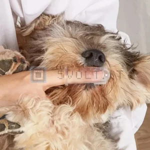 Spazzolino Da Dito Da Denti Per Cani E Gatti Trasparente