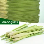 25PZ BACCHETTE STECCHI CITRONELLA ALLUNGATA PER UN AROMA NATURALE E VERSATILE
