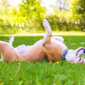 Collare regolabile gomma grigio L resistente ai morsi cani gatti