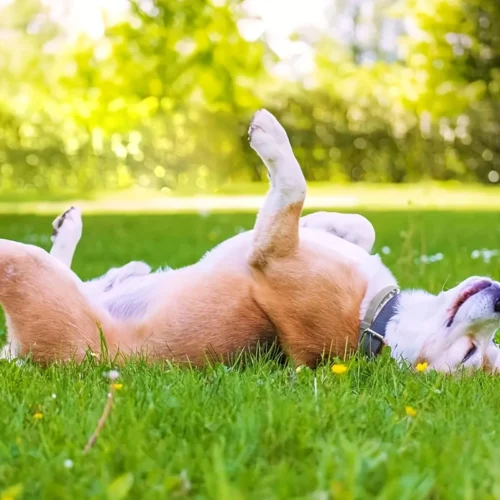 Collare regolabile gomma grigio L resistente ai morsi cani gatti