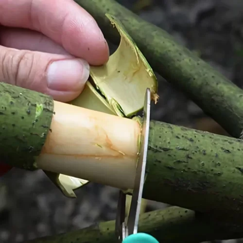 1pz strumento innesto acciaio inox forbici potatura coltello frutteto