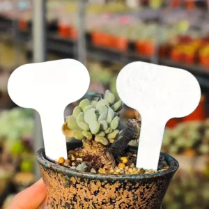20pz etichette plastica T giardino vivaio resistente impermeabile