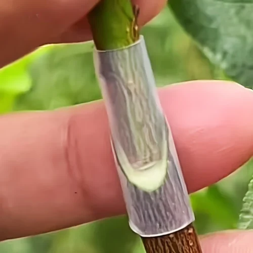 60pz guaine flessibili innesto piante alberi fiori plastica giardino